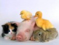 /album/dieren/dieren-jpg/