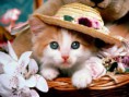 /album/dieren/kat-jpg/