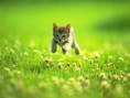 /album/dieren/kitten-jpg/