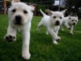 /album/dieren/puppies-jpg/