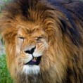 /album/dieren/leeuw-jpg1/