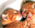 /album/dieren/jonge-katjes-jpg/